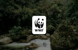 WWF Gustavo Fonseca Leadership Program 2026-2027 (up to $30,000) wwf-gustavo-fonseca-leadership-program-2026-2027-(up-to-$30,000)