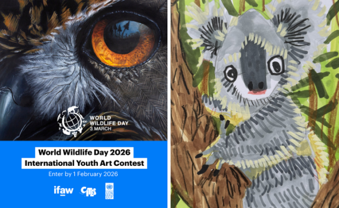 ifaw-world-wildlife-day international-youth-art-contest 2026