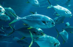 MESCAL Project PhD in Marine Science 2026 mescal-project-phd-in-marine-science-2026