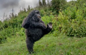 Nikon Comedy Wildlife Awards 2026 nikon-comedy-wildlife-awards-2026