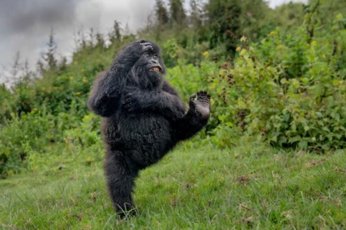 nikon-comedy-wildlife-awards-2026